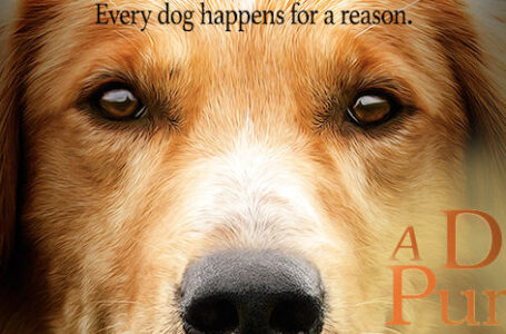 Quatro Vidas de Um Cachorro: Vídeo mostra cão sendo maltratado durante gravação de cena do filme.