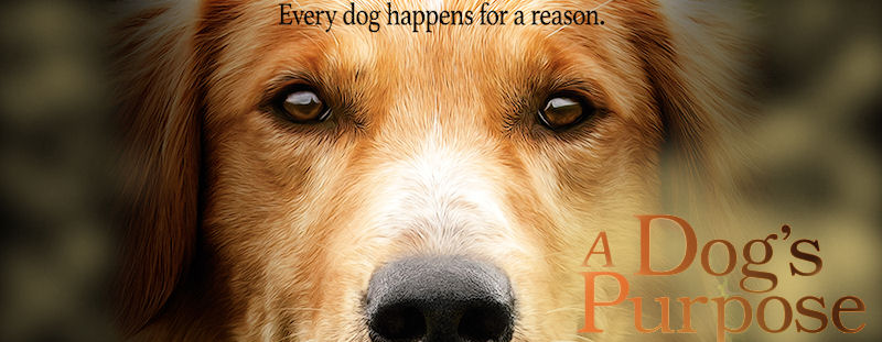  Quatro Vidas de Um Cachorro: Vídeo mostra cão sendo maltratado durante gravação de cena do filme.