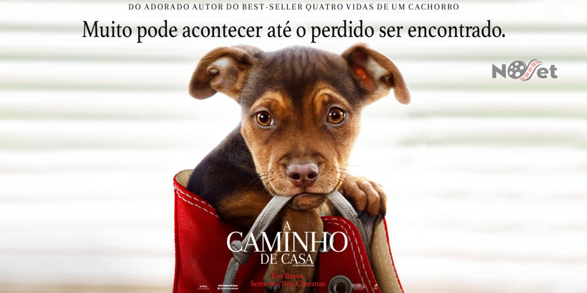 A Caminho de Casa: a fidelidade canina sempre traz boas lições.