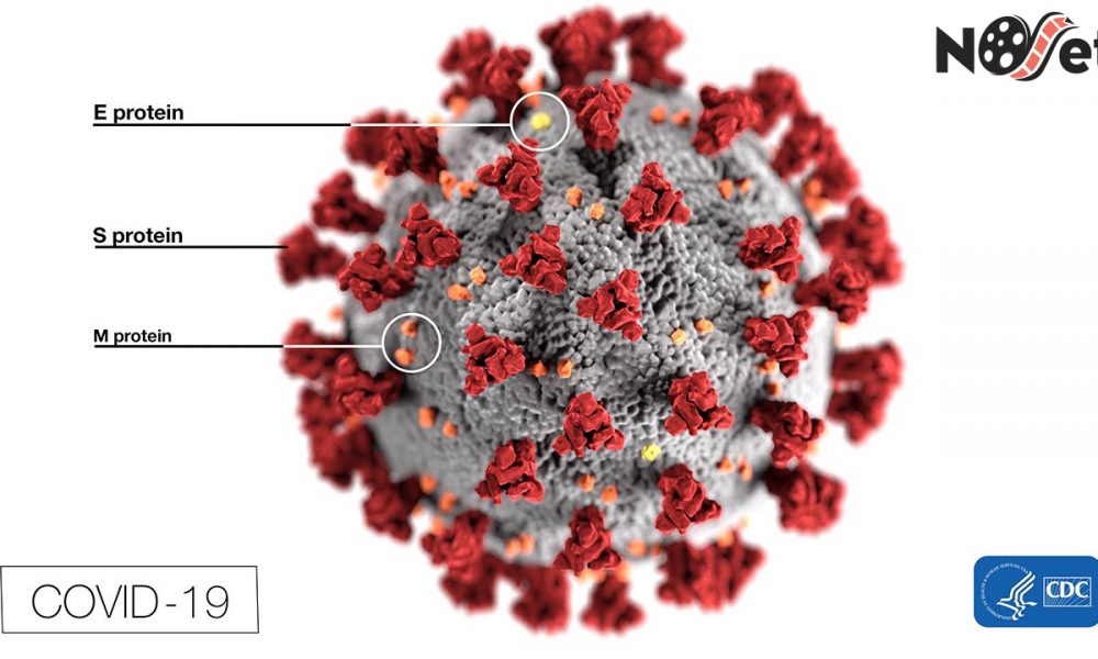  Universidade de Washington cria jogo para encontrar vacina para o coronavírus