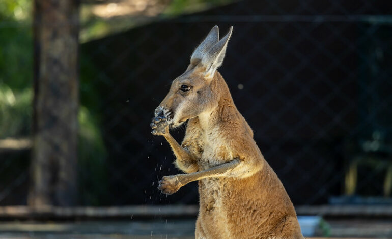 Zoológico de São Paulo recebe cangurus vermelhos e amplia atrações em comemoração aos 68 anos