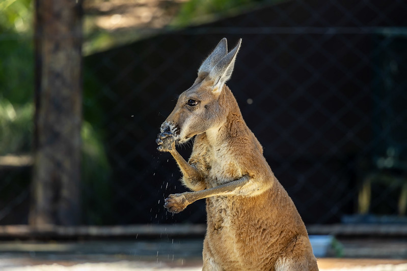 Zoológico de São Paulo recebe cangurus vermelhos e amplia atrações em comemoração aos 68 anos
