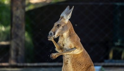 Foto: Divulgação Zoo São  Paulo