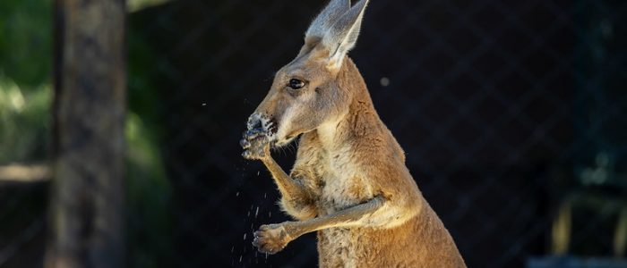 Foto: Divulgação Zoo São  Paulo